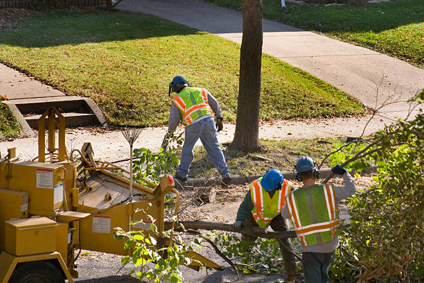 Best Best Tree Removal Services  in Spanish Fork, UT